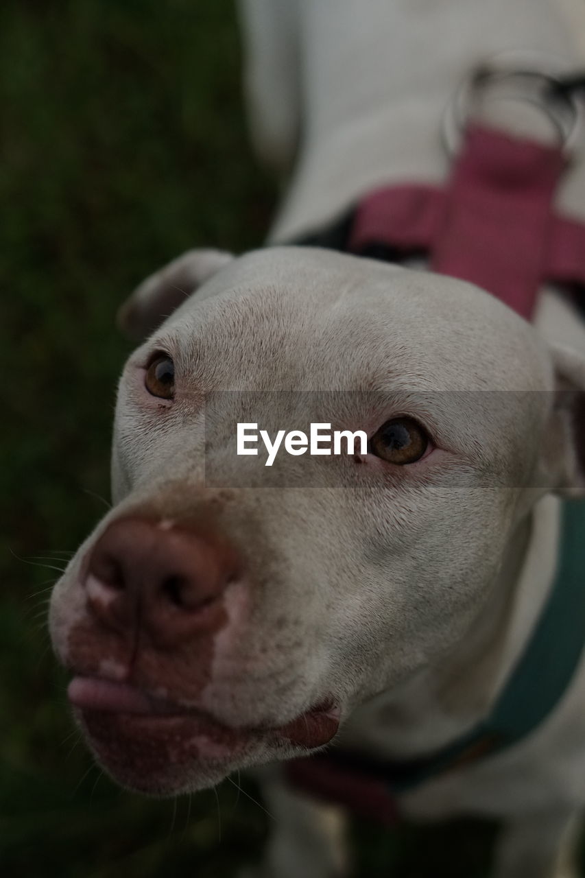 CLOSE-UP OF DOG LOOKING AWAY OUTDOORS