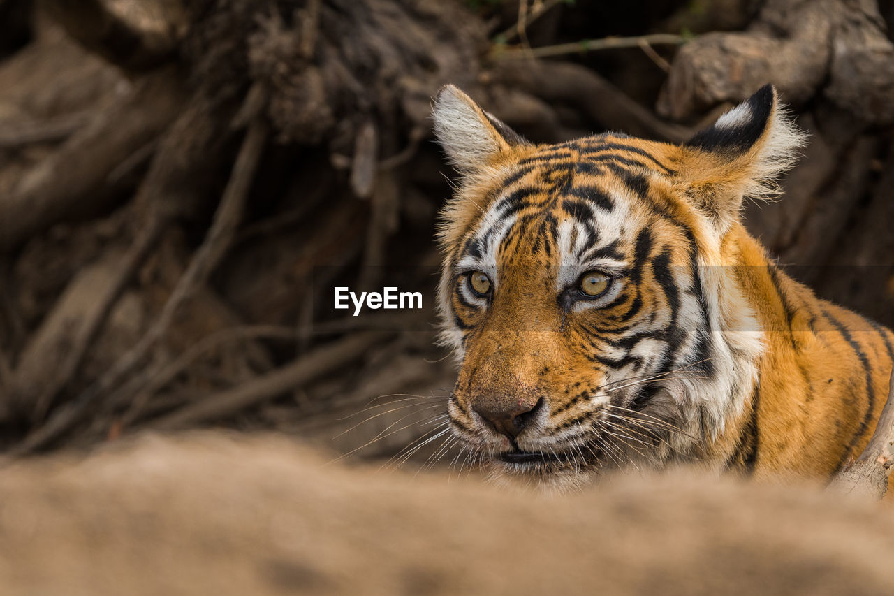 CLOSE-UP OF A CAT LOOKING AWAY OUTDOORS