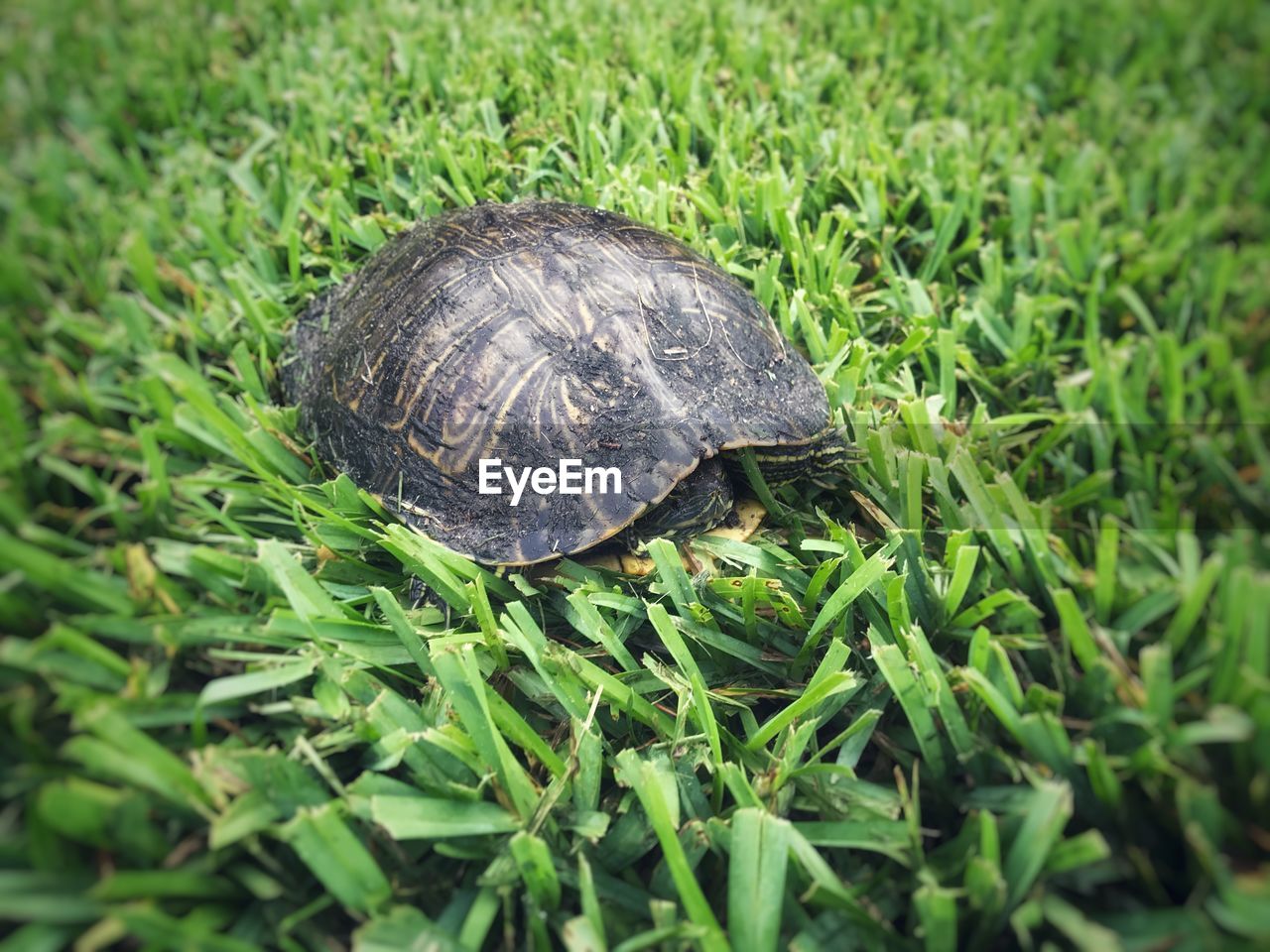 CLOSE-UP OF TURTLE IN GRASS