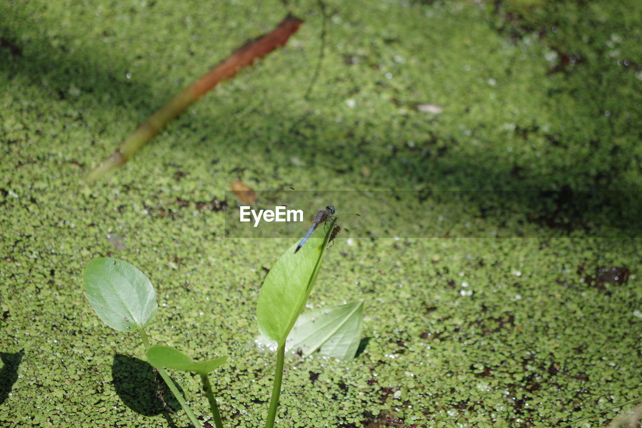 High angle view of insect on leaf