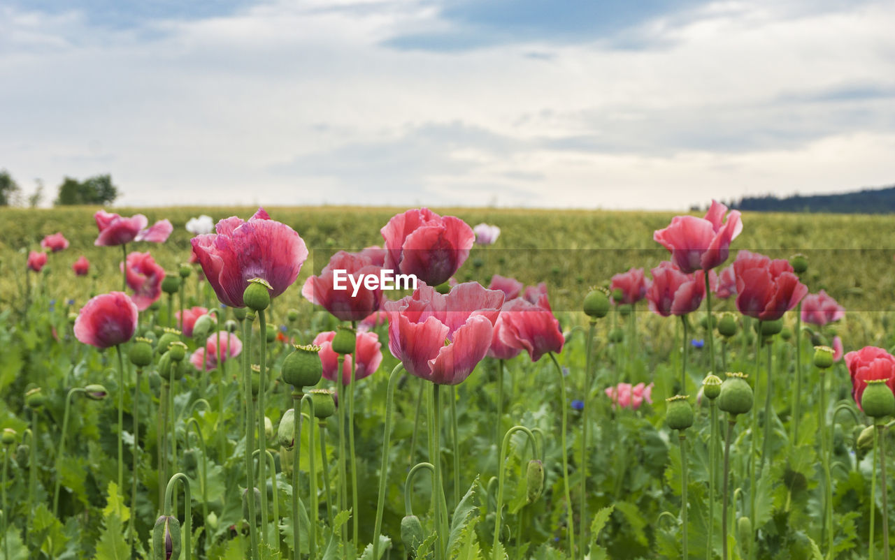 Close-up of pink poppies blooming on field against sky