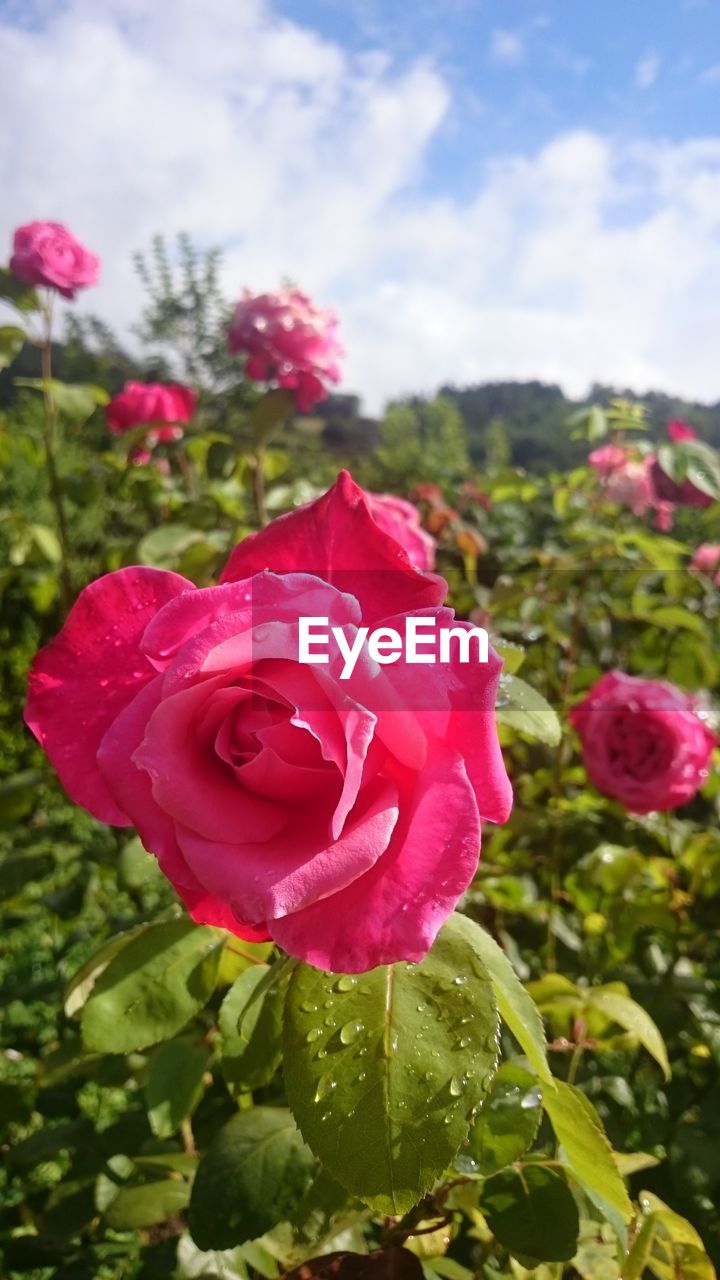 CLOSE-UP OF PINK ROSE BLOOMING IN PARK