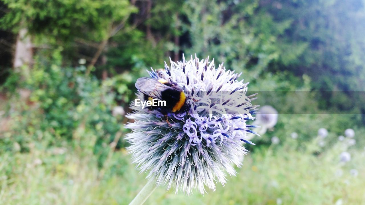 CLOSE-UP OF BEE POLLINATING FLOWER