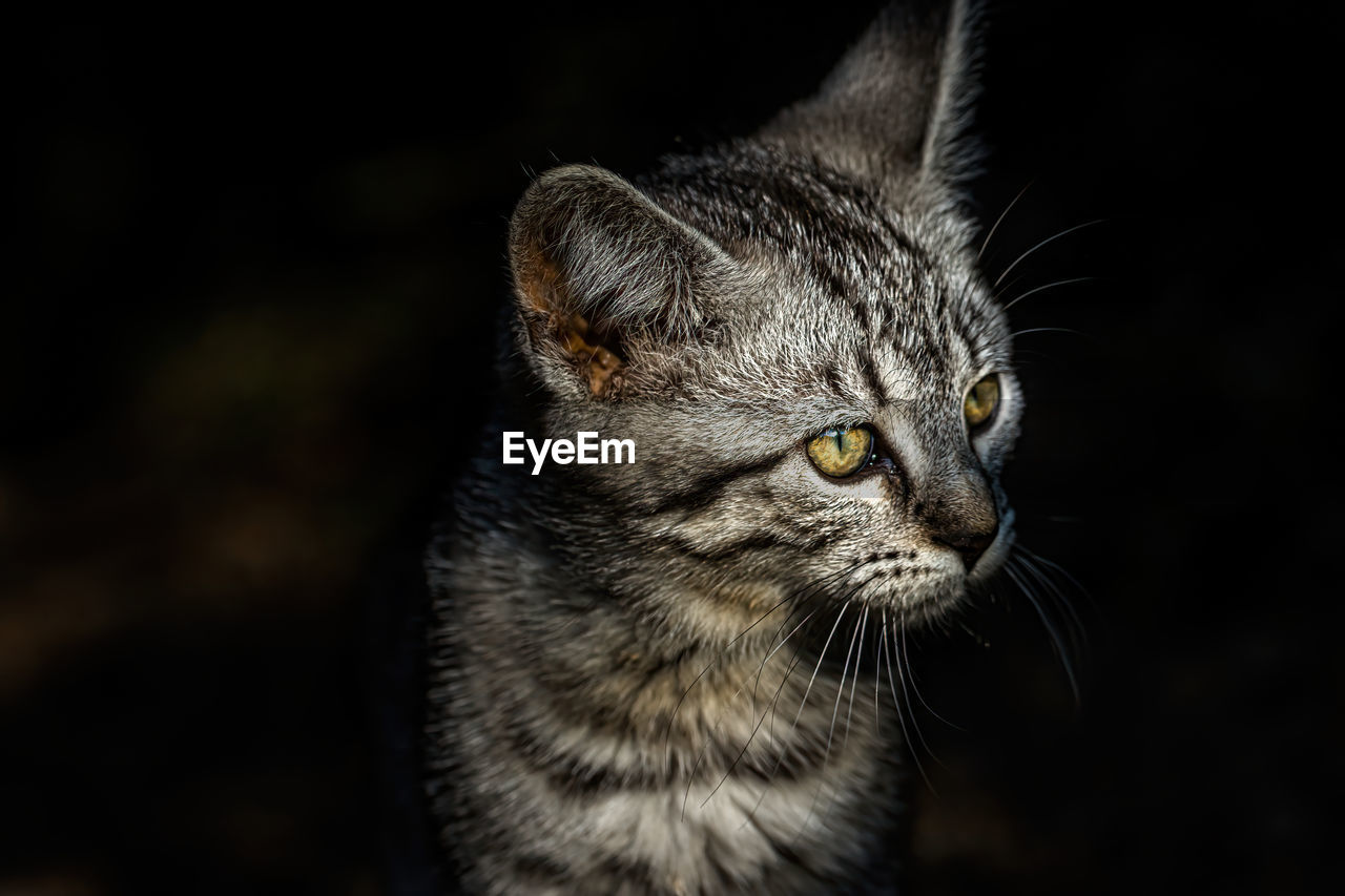 CLOSE-UP OF A CAT