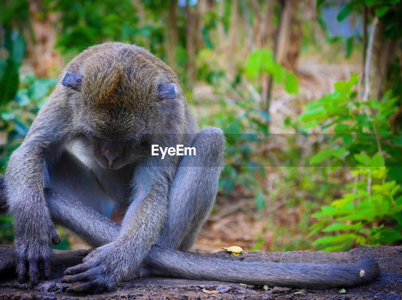 CLOSE-UP OF MONKEY SITTING ON STONE IN FOREST