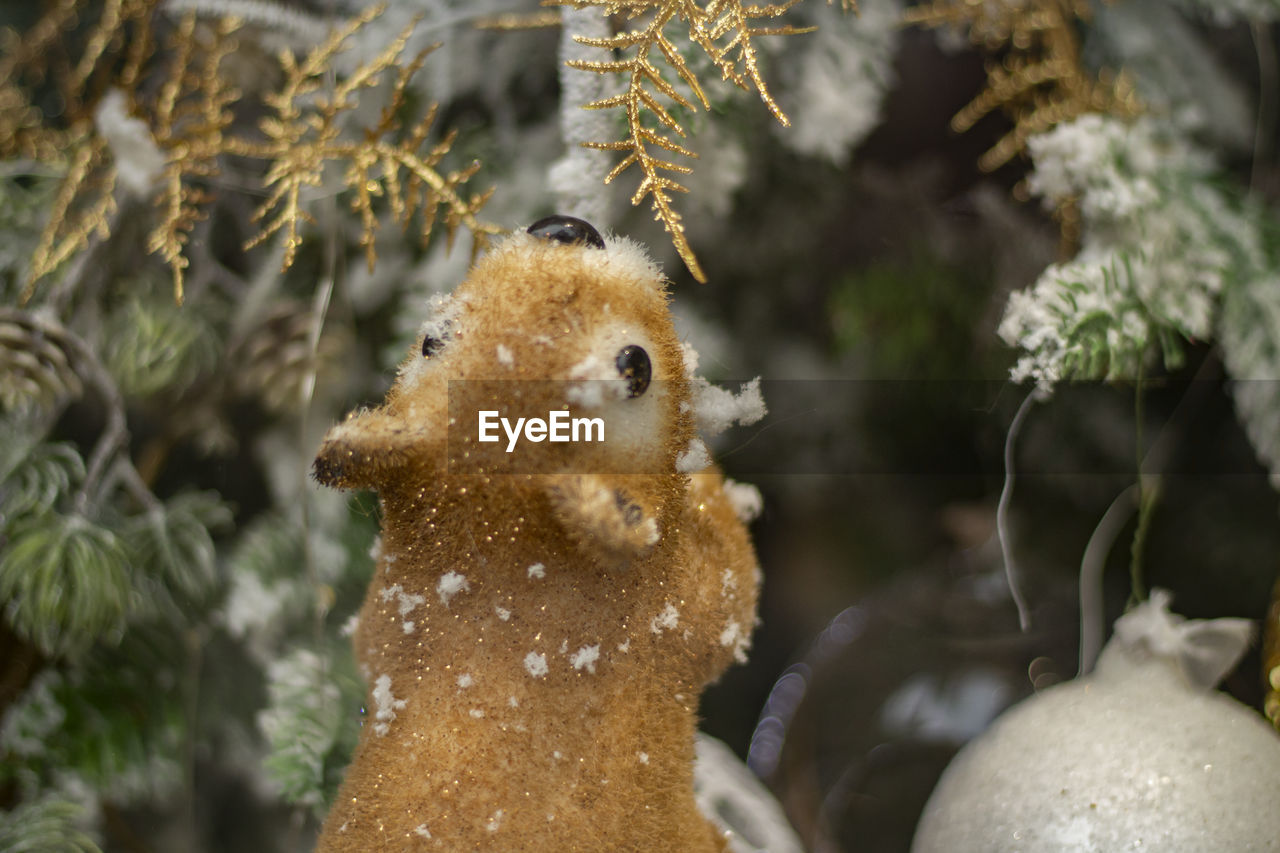 Squirrel grabs coniferous branch in winter. toy squirrel runs through woods. animal gnaws on twig.