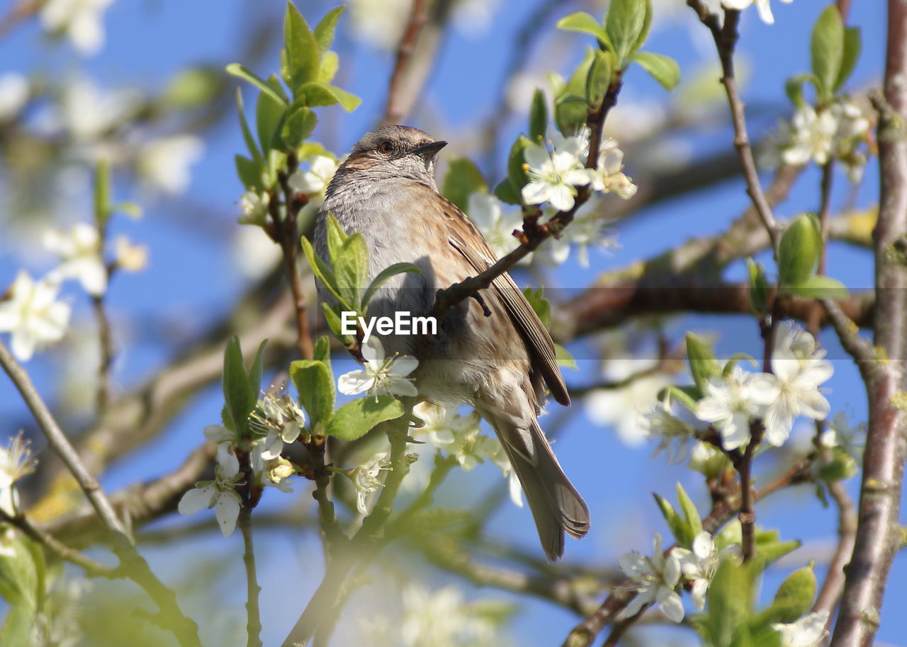 BIRD PERCHING ON BRANCH AGAINST BLURRED BACKGROUND