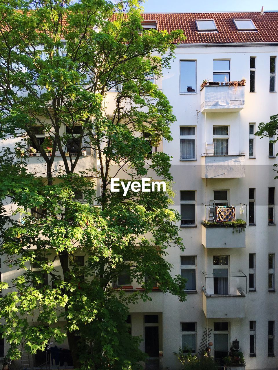 Tree against building