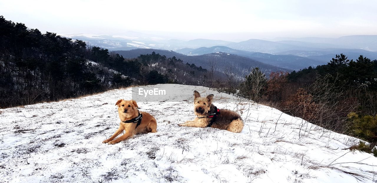 View of two dogs on snow covered landscape