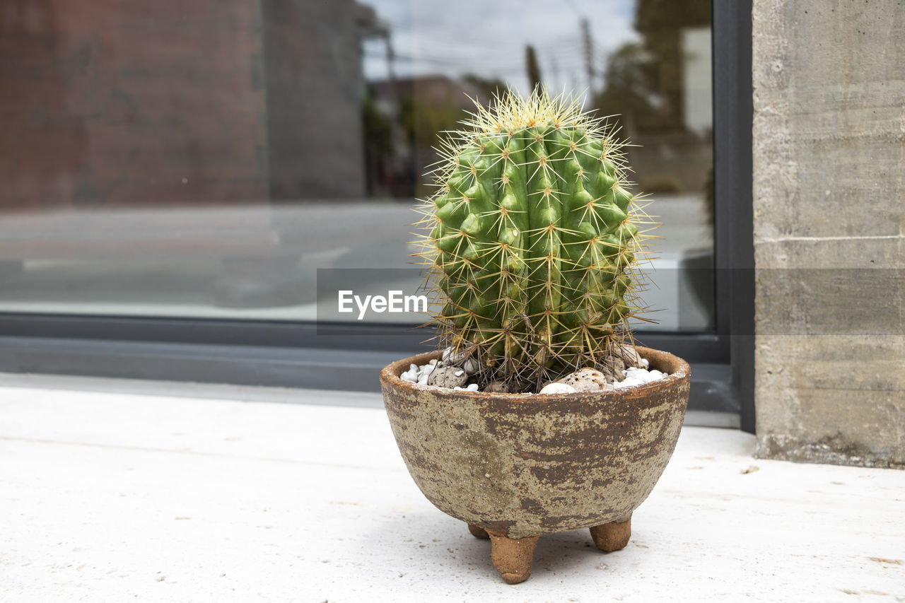 Potted plant on window sill