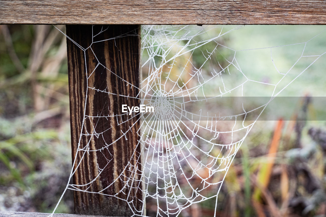 spider web, fragility, focus on foreground, close-up, no people, nature, day, plant, animal, animal themes, outdoors, beauty in nature, trapped, pattern, selective focus, tranquility, tree, wet, animal wildlife, wood, water