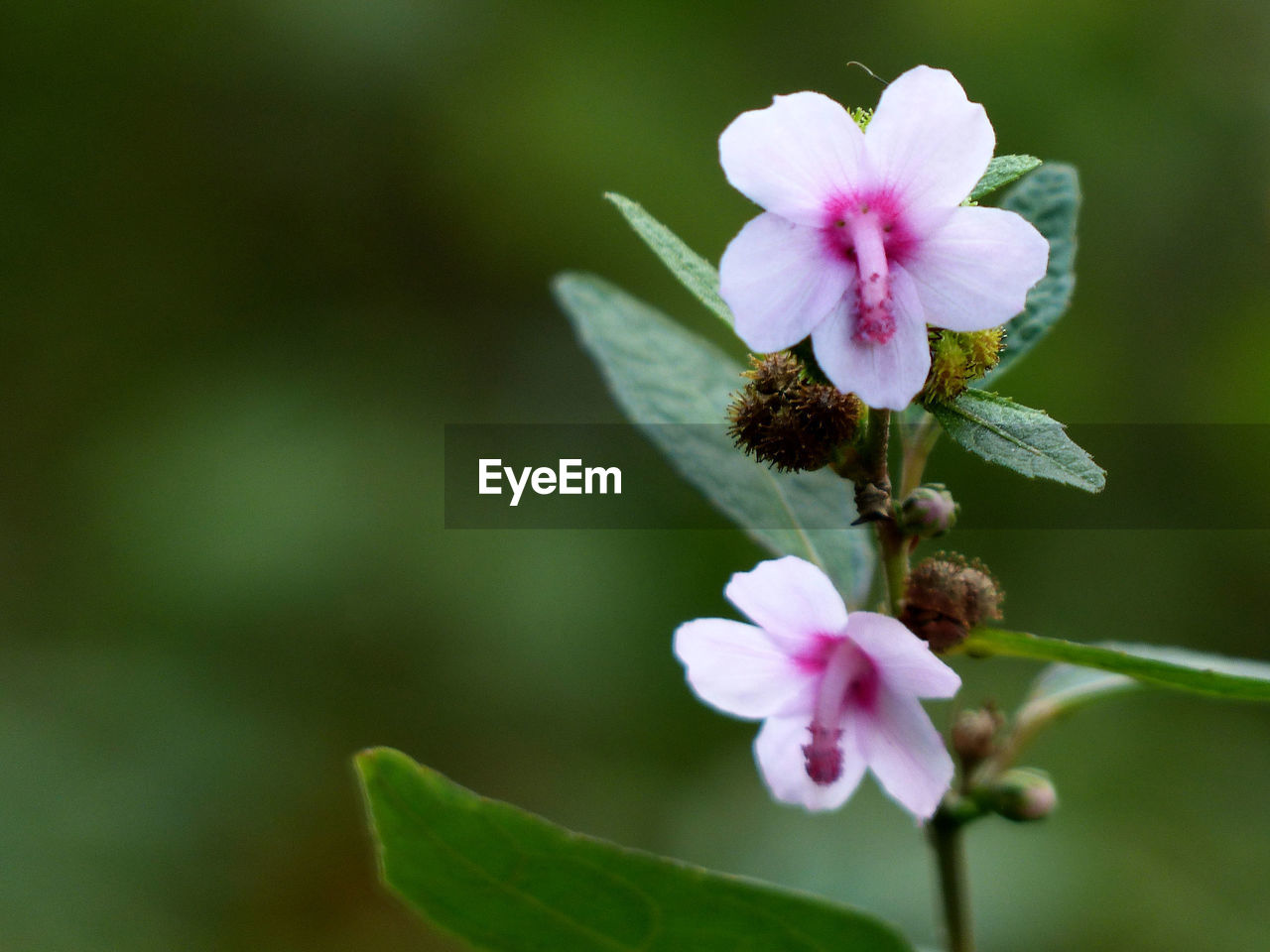 Close-up of pink flowers