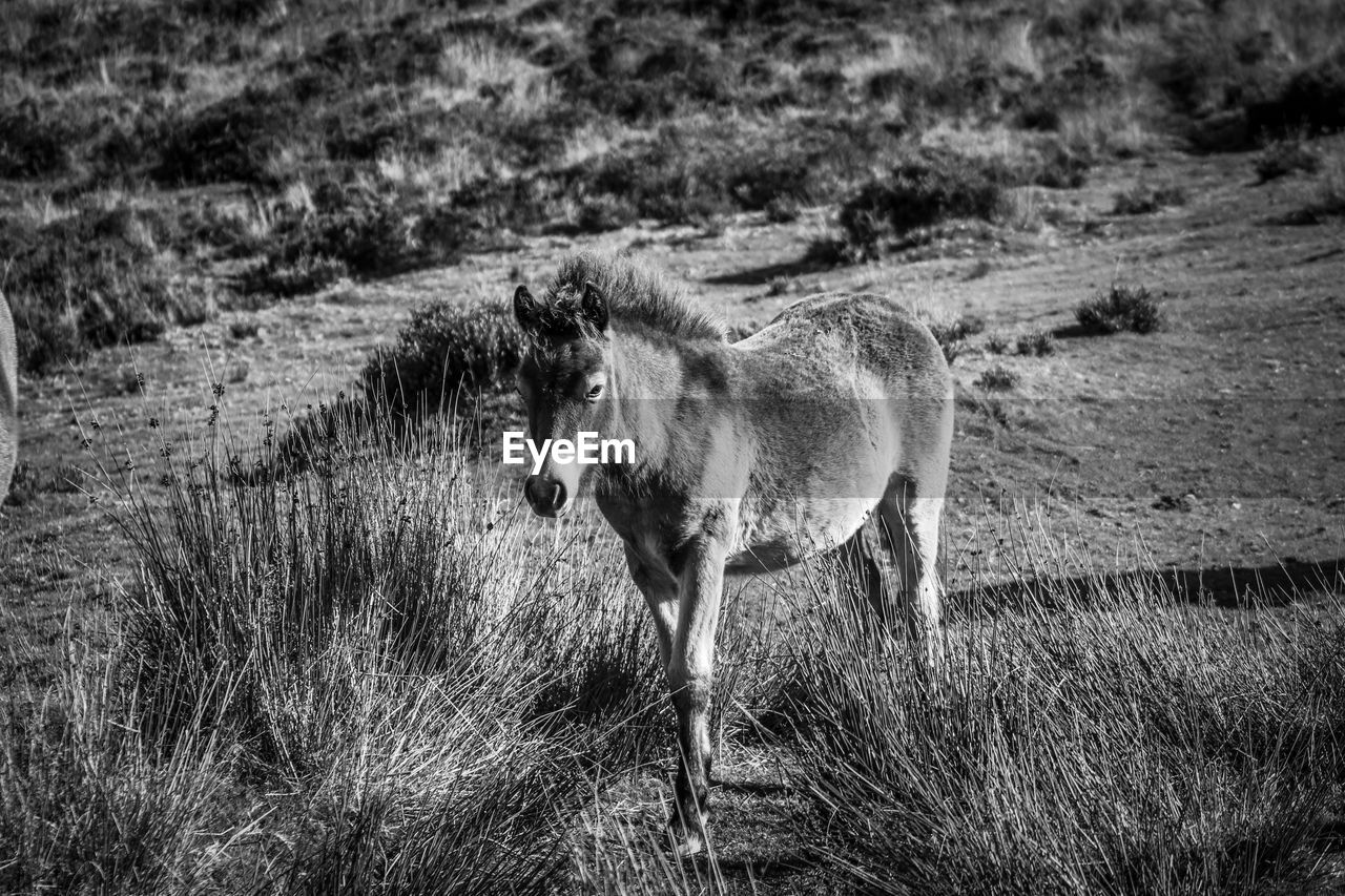 Pony young animal standing on exmoor national park 