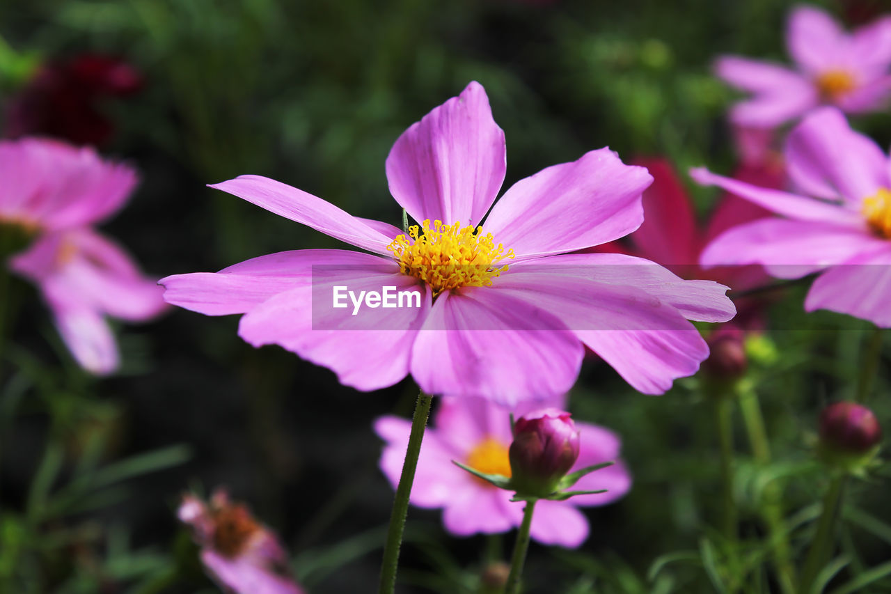 Close-up of pink cosmos flowers