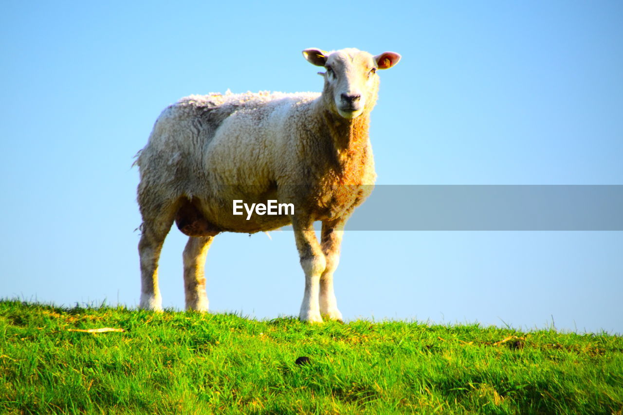 Sheep standing on dike