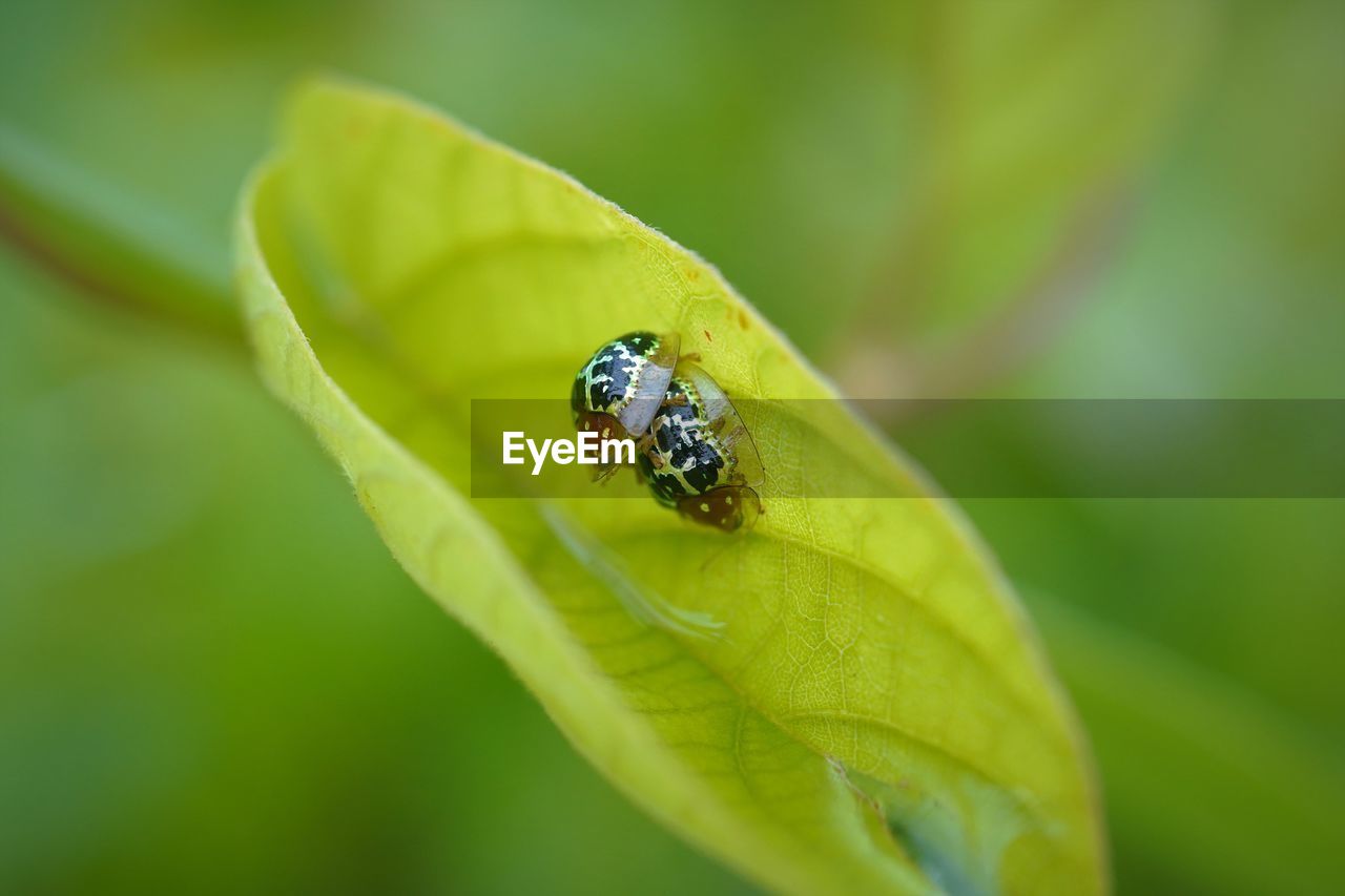 CLOSE-UP OF GRASSHOPPER ON LEAF