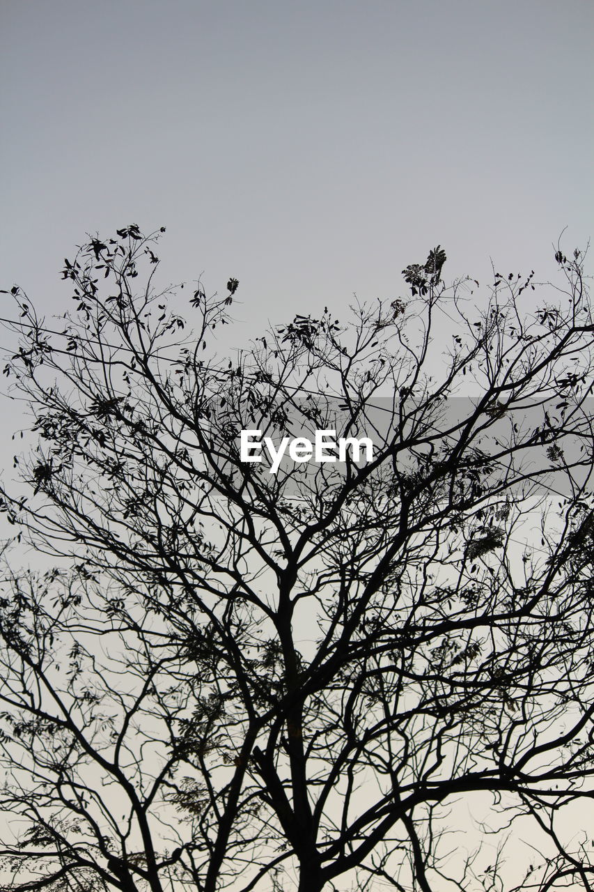 LOW ANGLE VIEW OF TREE BRANCH AGAINST CLEAR SKY