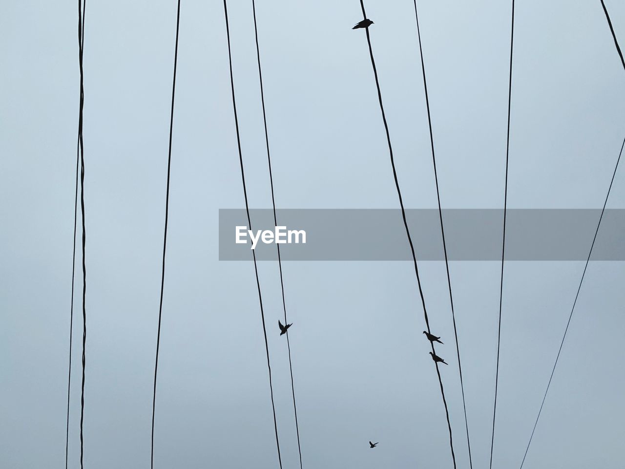 Low angle view of birds perching on cables against sky