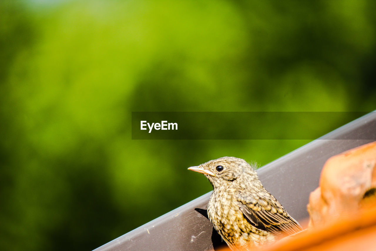 Close-up of bird perching