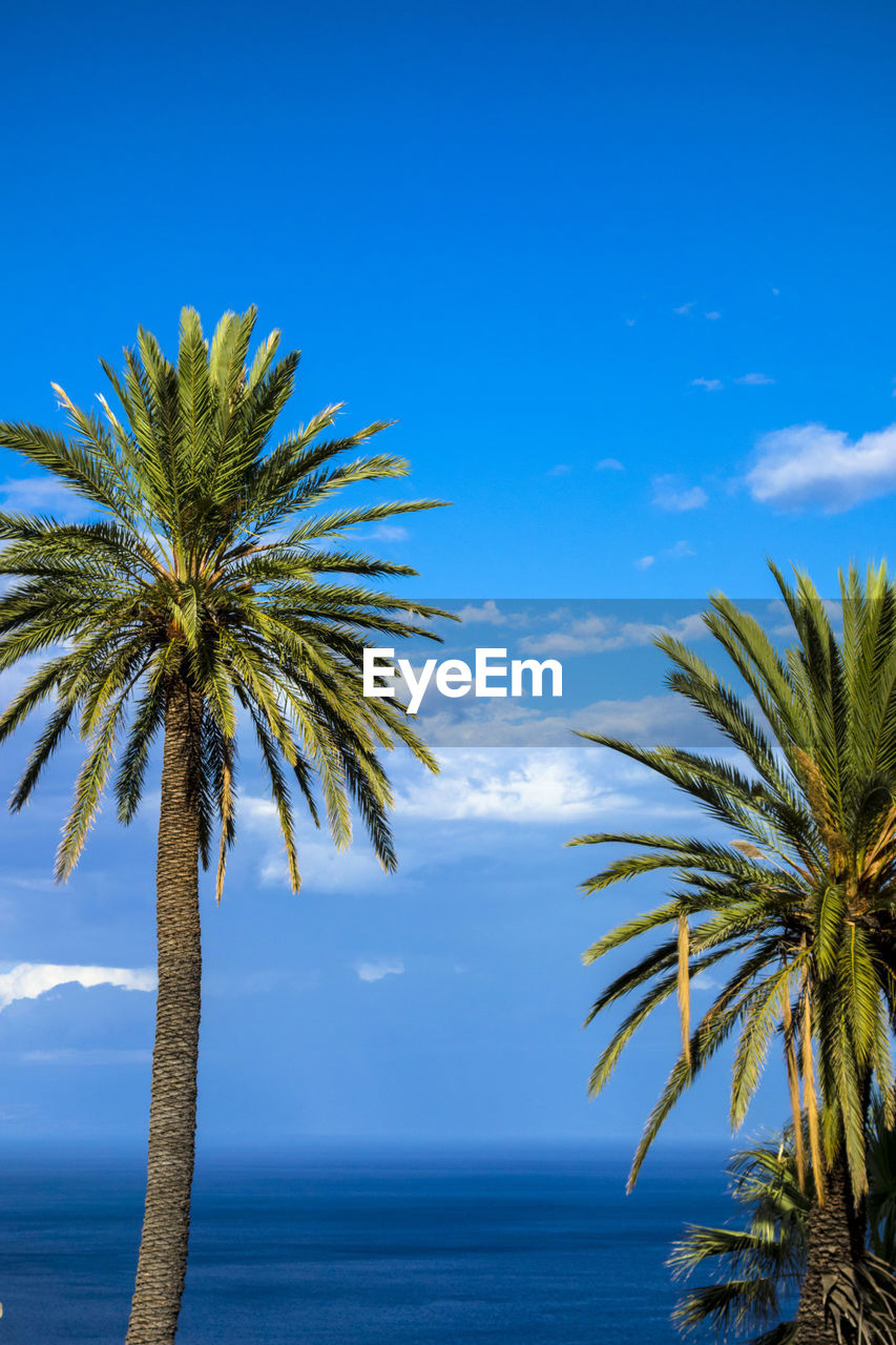 Low angle view of palm tree against calm blue sea