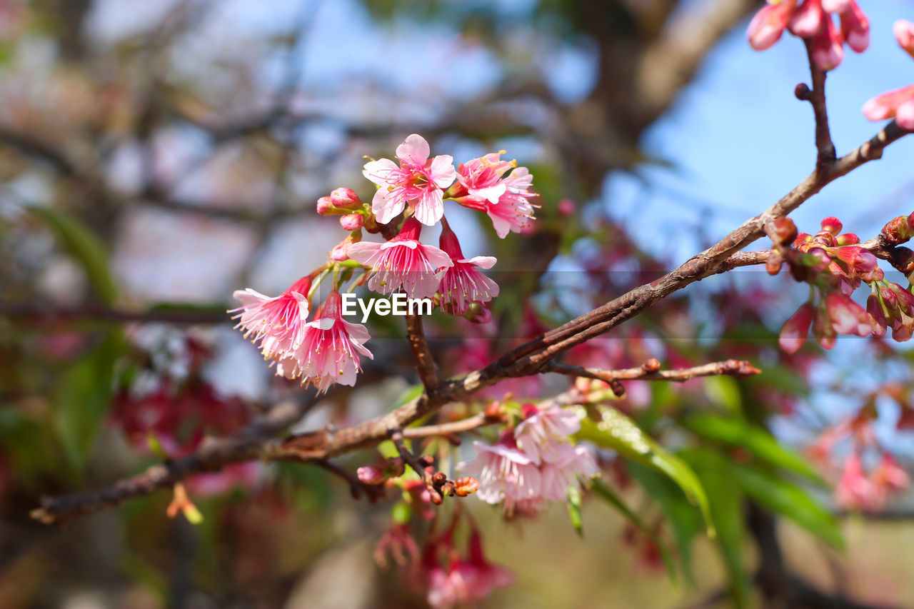 CLOSE-UP OF PINK CHERRY BLOSSOM TREE