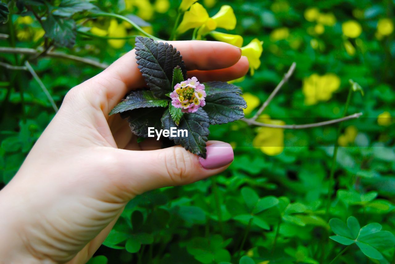 Midsection of person holding flowering plant