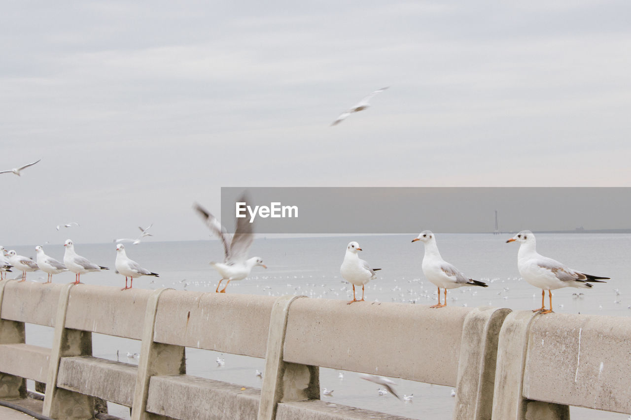 SEAGULLS PERCHING ON THE SEA