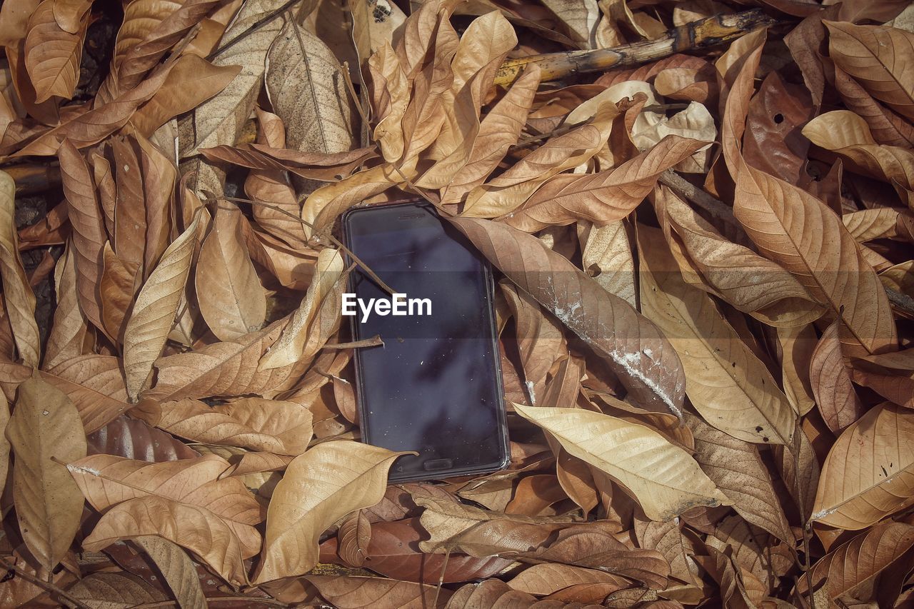 leaf, wood, plant part, tree, nature, full frame, brown, autumn, no people, branch, dry, backgrounds, day, plant, leaves, high angle view, outdoors, pattern, close-up