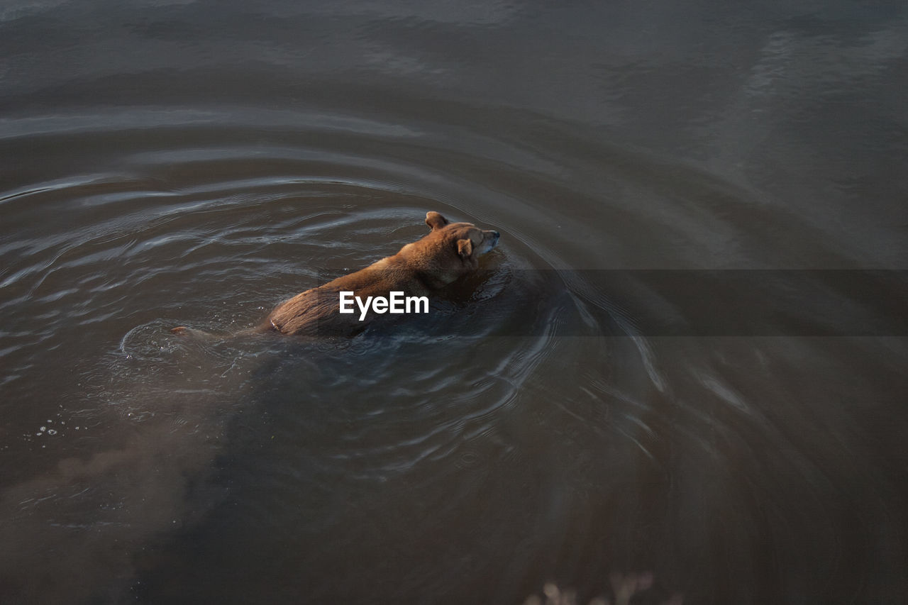 High angle view of dog in pond