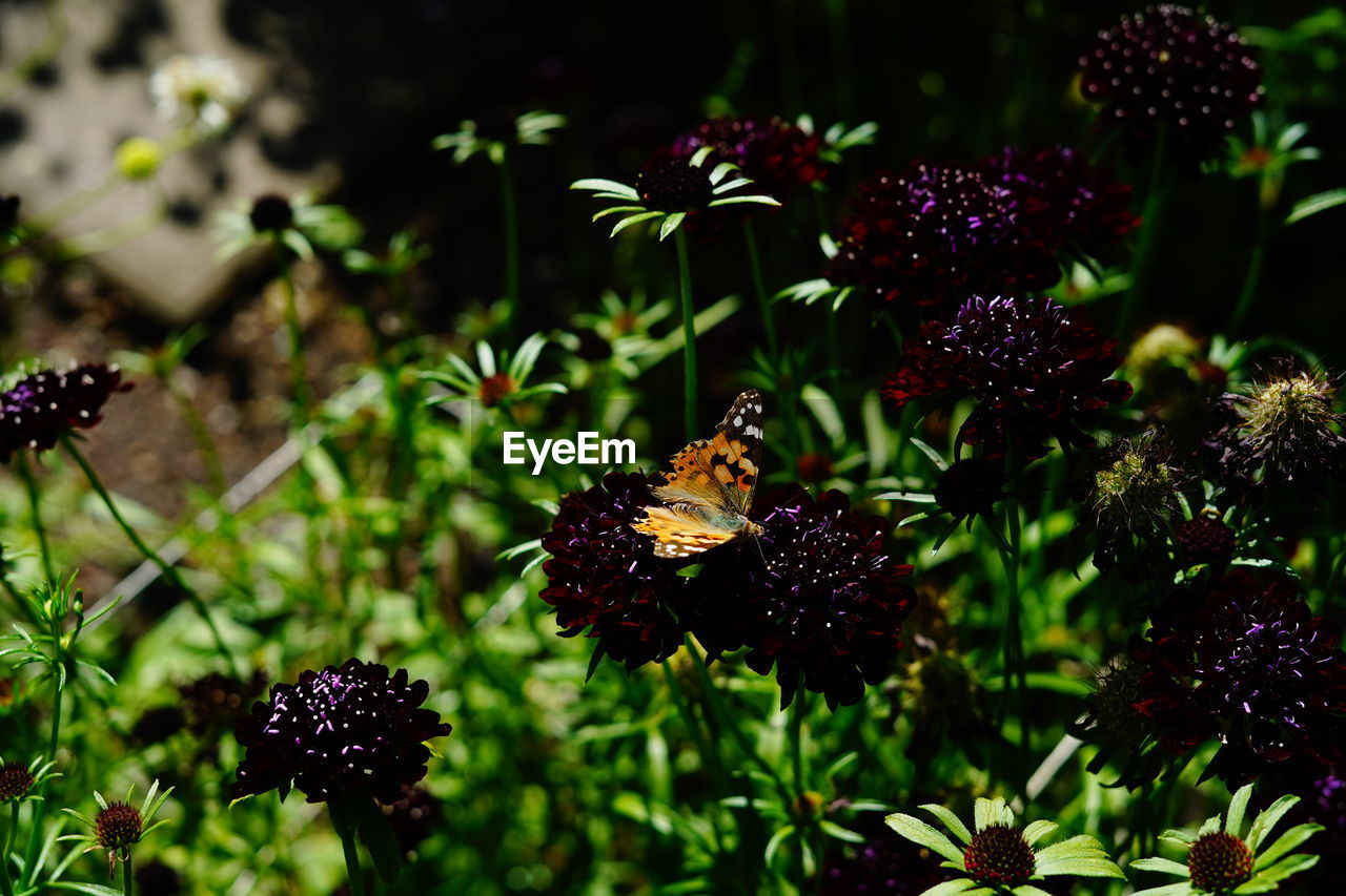 CLOSE-UP OF BEE POLLINATING ON PURPLE FLOWER
