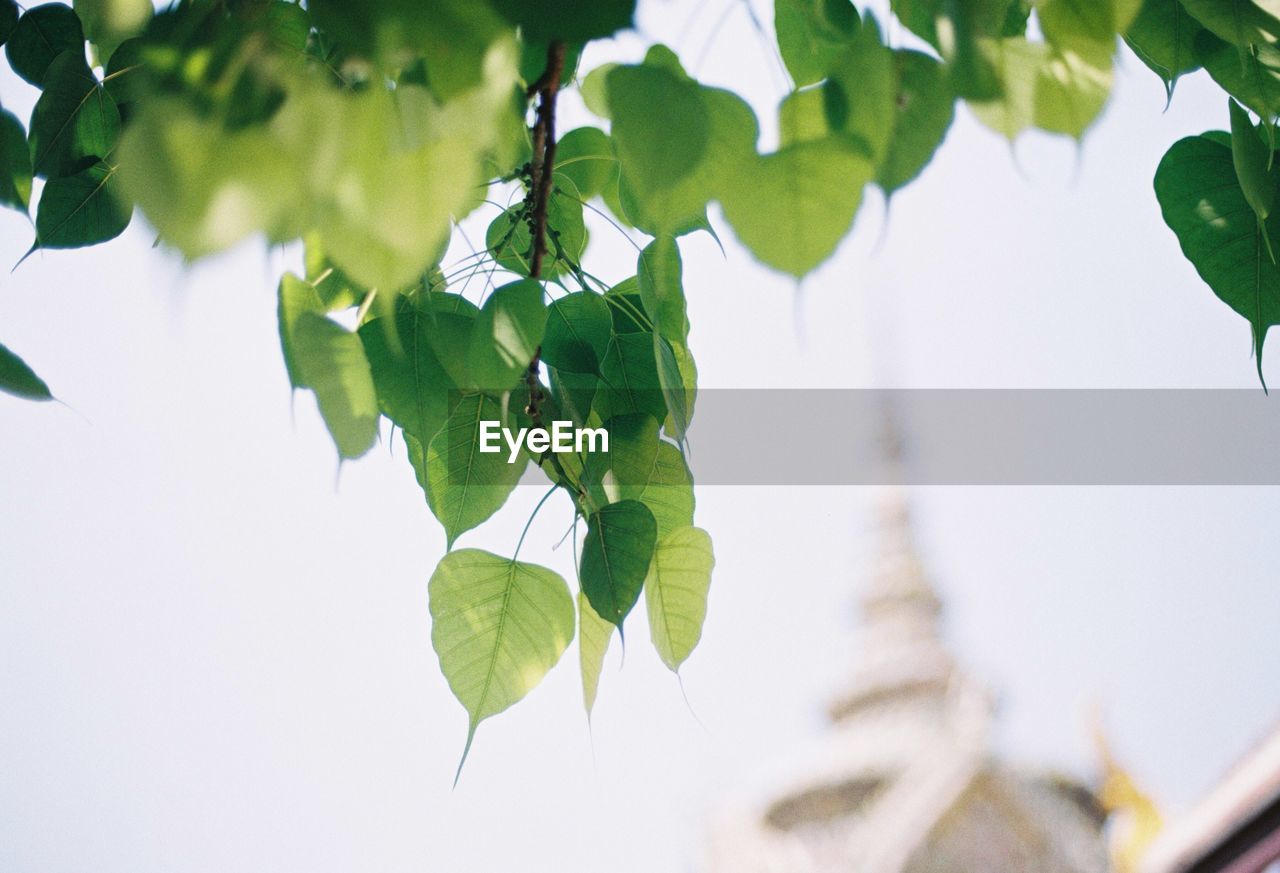 Low angle view of leaves growing on tree against sky