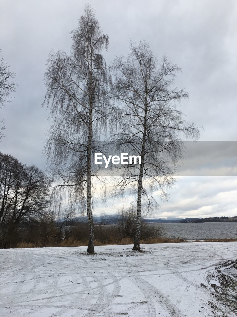 Bare trees on snow field against sky