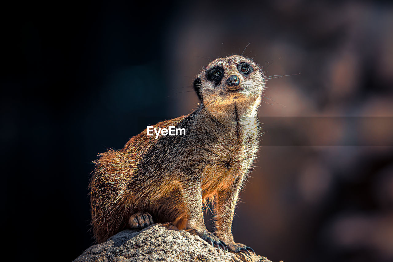 Close-up of meerkat on rock