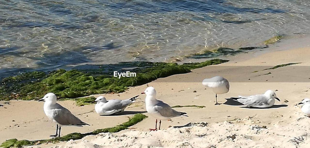 HIGH ANGLE VIEW OF SEAGULLS ON SHORE