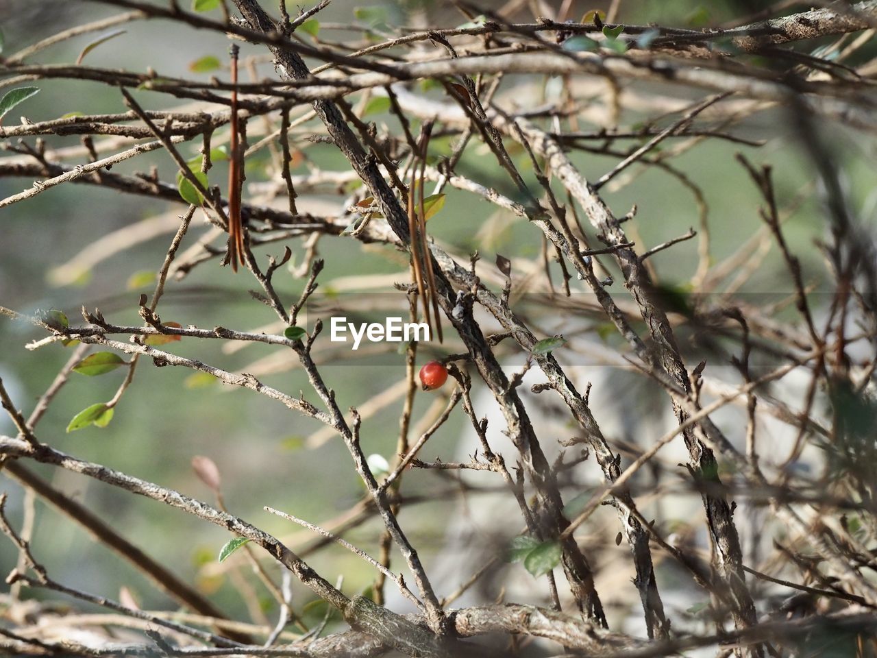 Bird perching on a tree