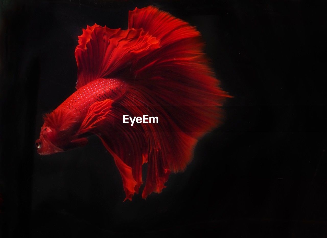 red, flower, black background, petal, macro photography, nature, animal, beauty in nature, animal themes, hibiscus, darkness, studio shot, no people, close-up, motion, animal wildlife, indoors, one animal, pink, leaf, wildlife