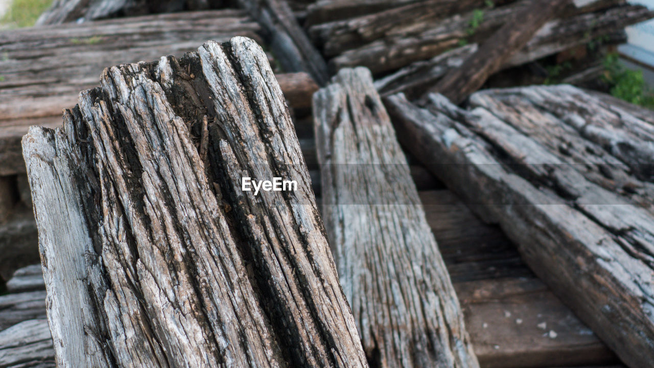 CLOSE-UP OF WOOD IN FOREST