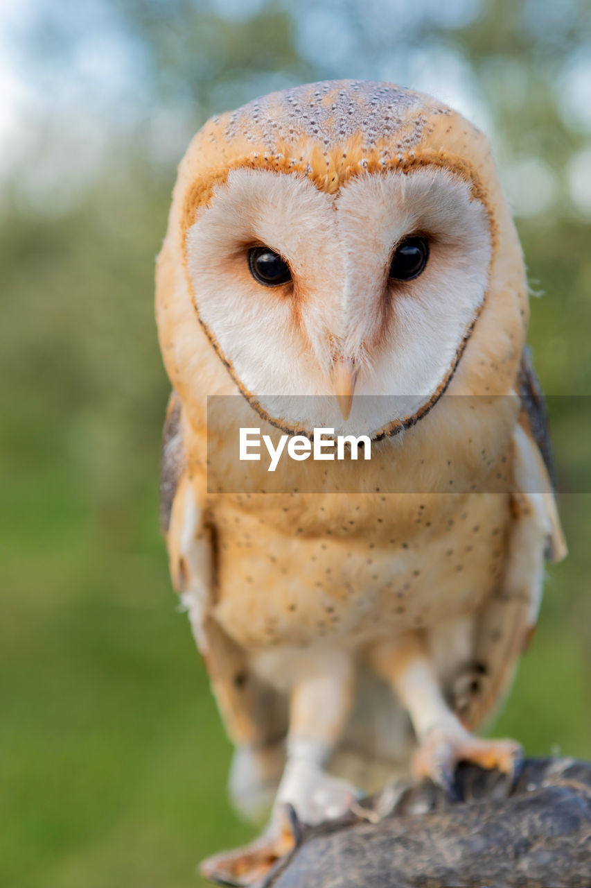 CLOSE-UP PORTRAIT OF A OWL