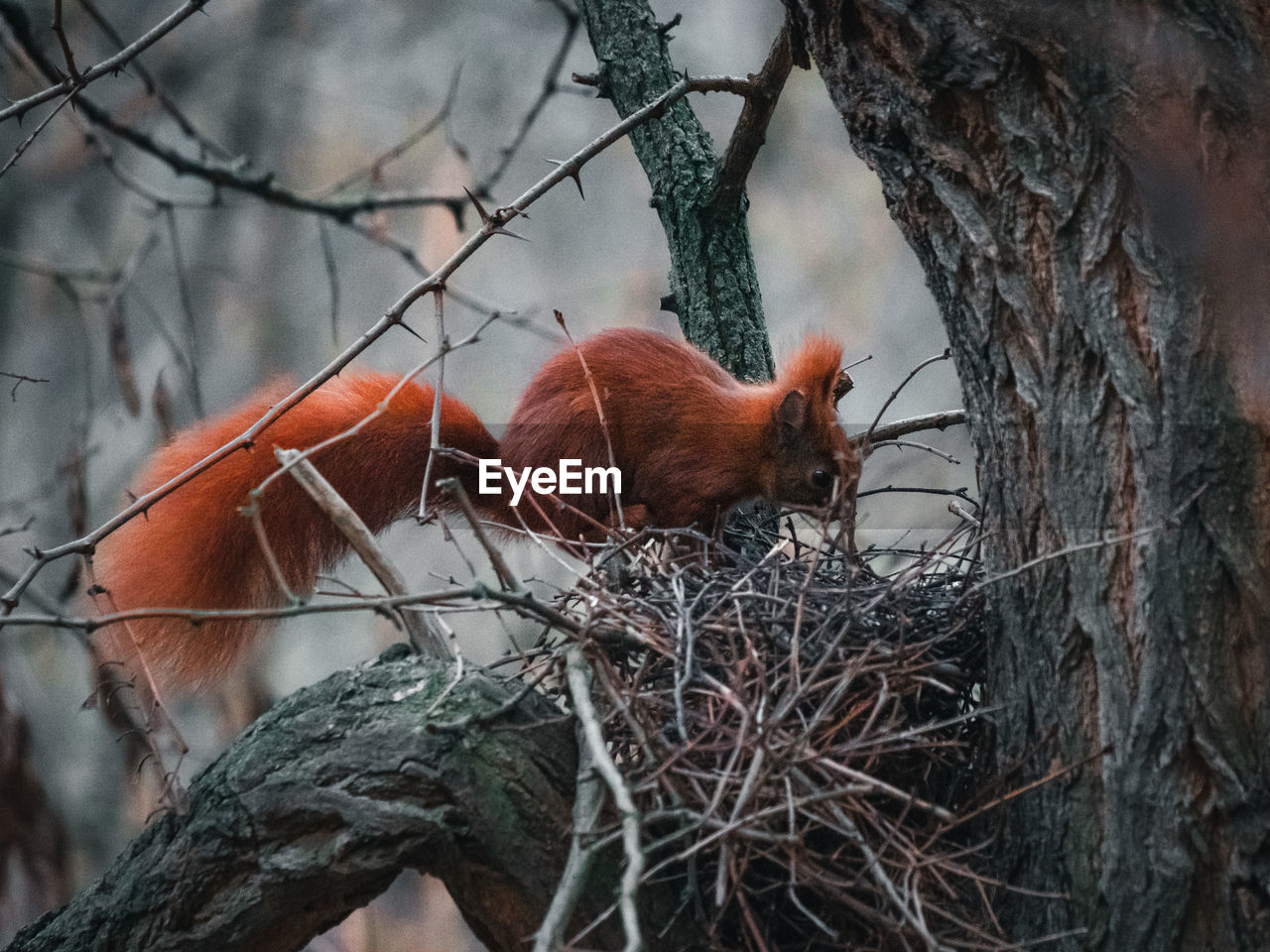 animal, animal themes, tree, animal wildlife, branch, wildlife, mammal, one animal, plant, nature, no people, red panda, outdoors, forest, brown, tree trunk, trunk, day