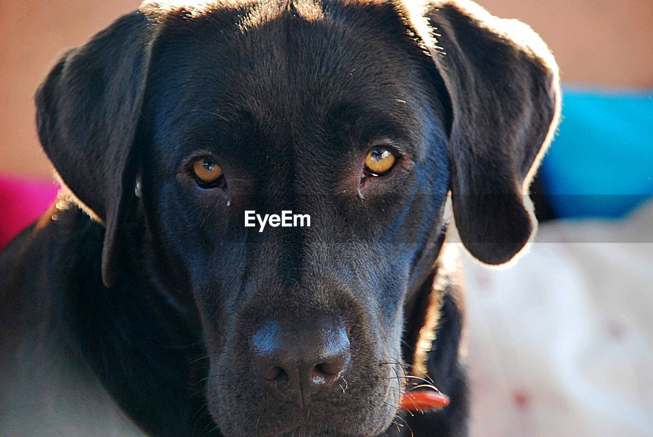 Close-up portrait of black dog