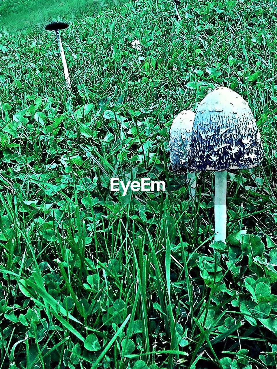 VIEW OF GRASSY FIELD