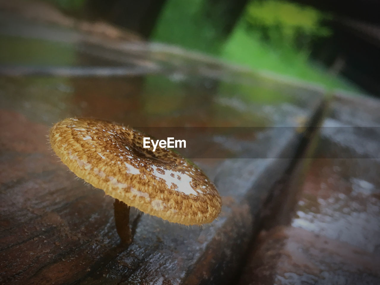 HIGH ANGLE VIEW OF A MUSHROOM