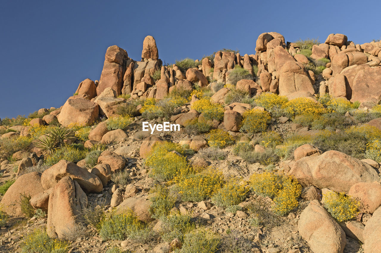 The desert in bloom in spring in joshua tree national park in california