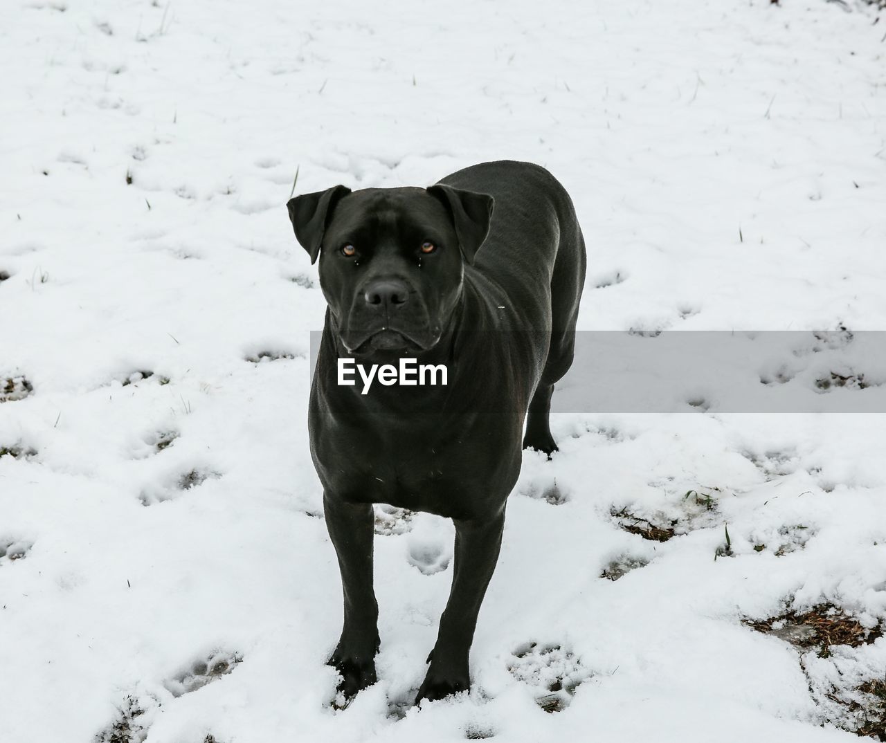 PORTRAIT OF DOG ON SNOW COVERED FIELD