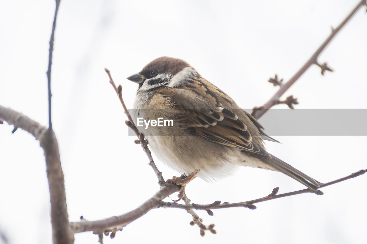 bird, animal themes, animal, animal wildlife, wildlife, branch, tree, sparrow, perching, plant, house sparrow, one animal, nature, beauty in nature, beak, full length, outdoors, bare tree, no people, twig, winter, focus on foreground, day, sitting, sky, songbird