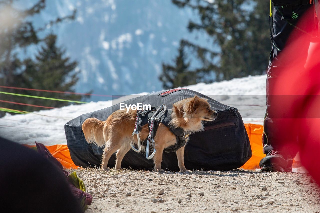 View of dog on field during winter