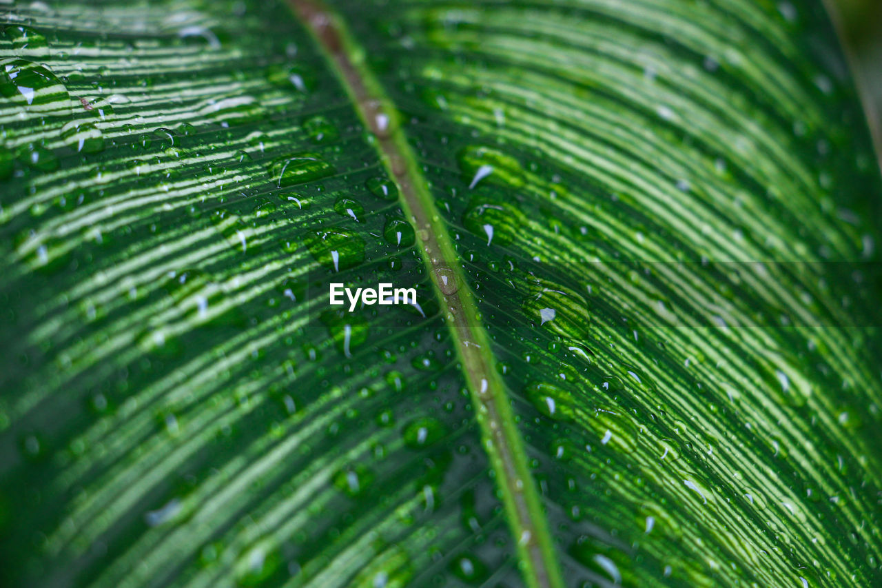 Water droplets on the green leaves