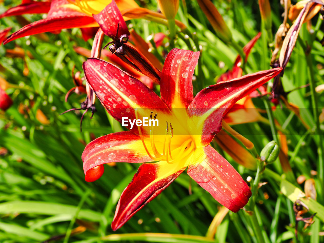 Close-up of red day lily plant