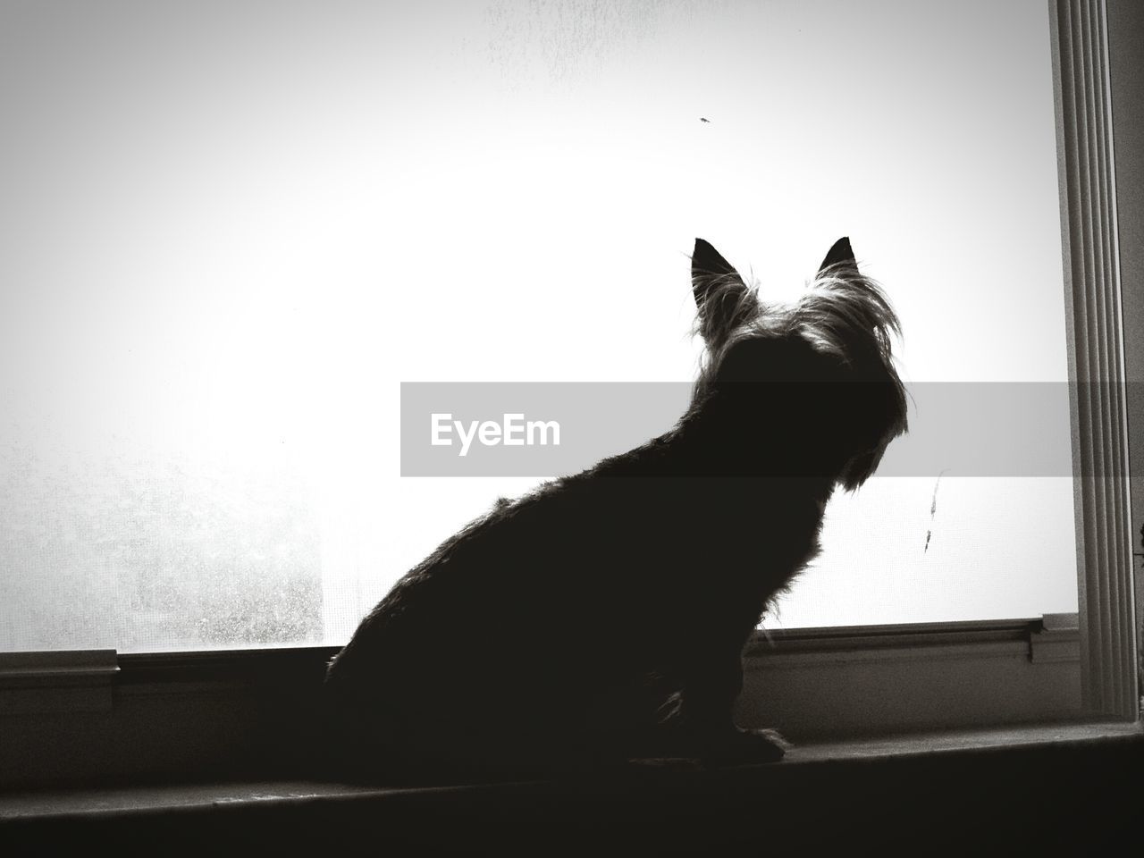 CLOSE-UP OF DOG SITTING ON WINDOW