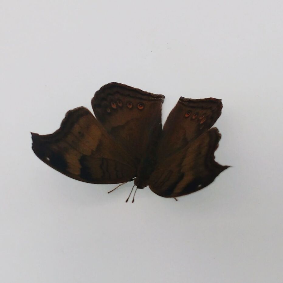 CLOSE-UP OF BUTTERFLY OVER WHITE BACKGROUND